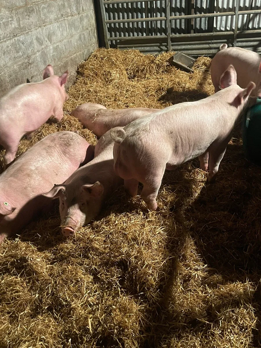 Organic pigs - Image 3