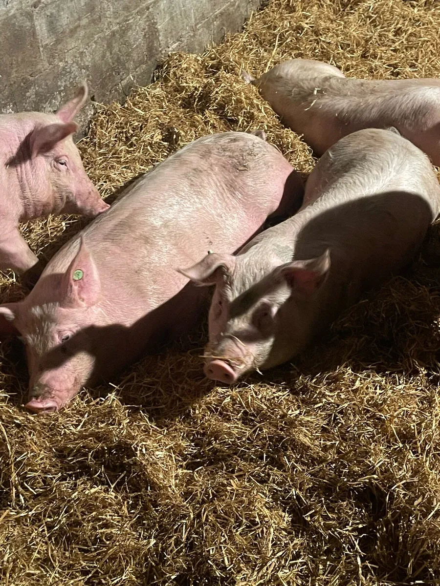 Organic pigs - Image 4