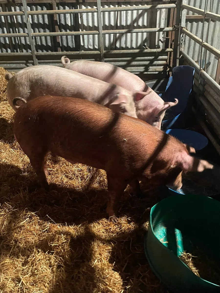 Organic pigs - Image 1