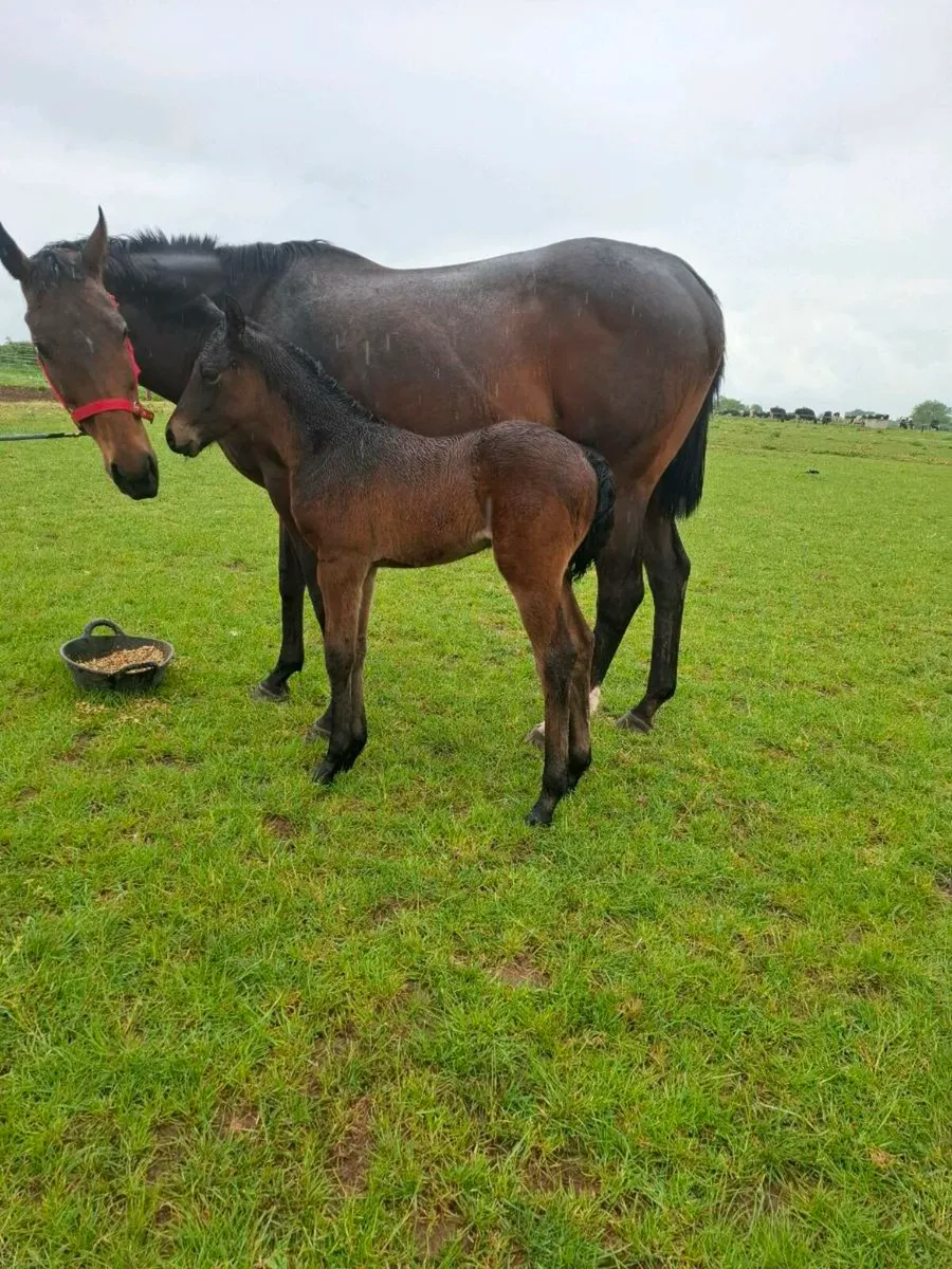 Mare + Foal - Image 1