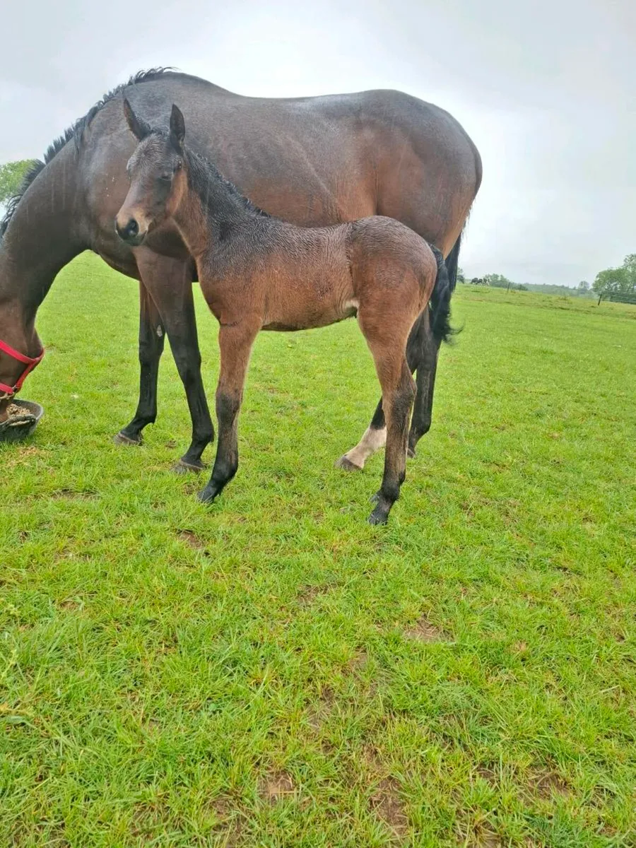 Mare + Foal - Image 2