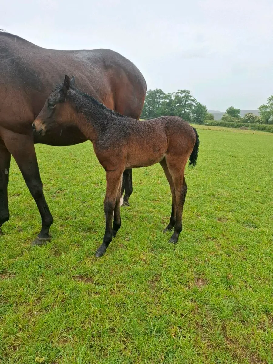 Mare + Foal - Image 3