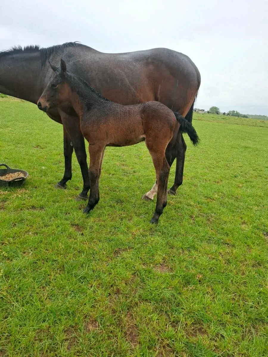 Mare + Foal - Image 4