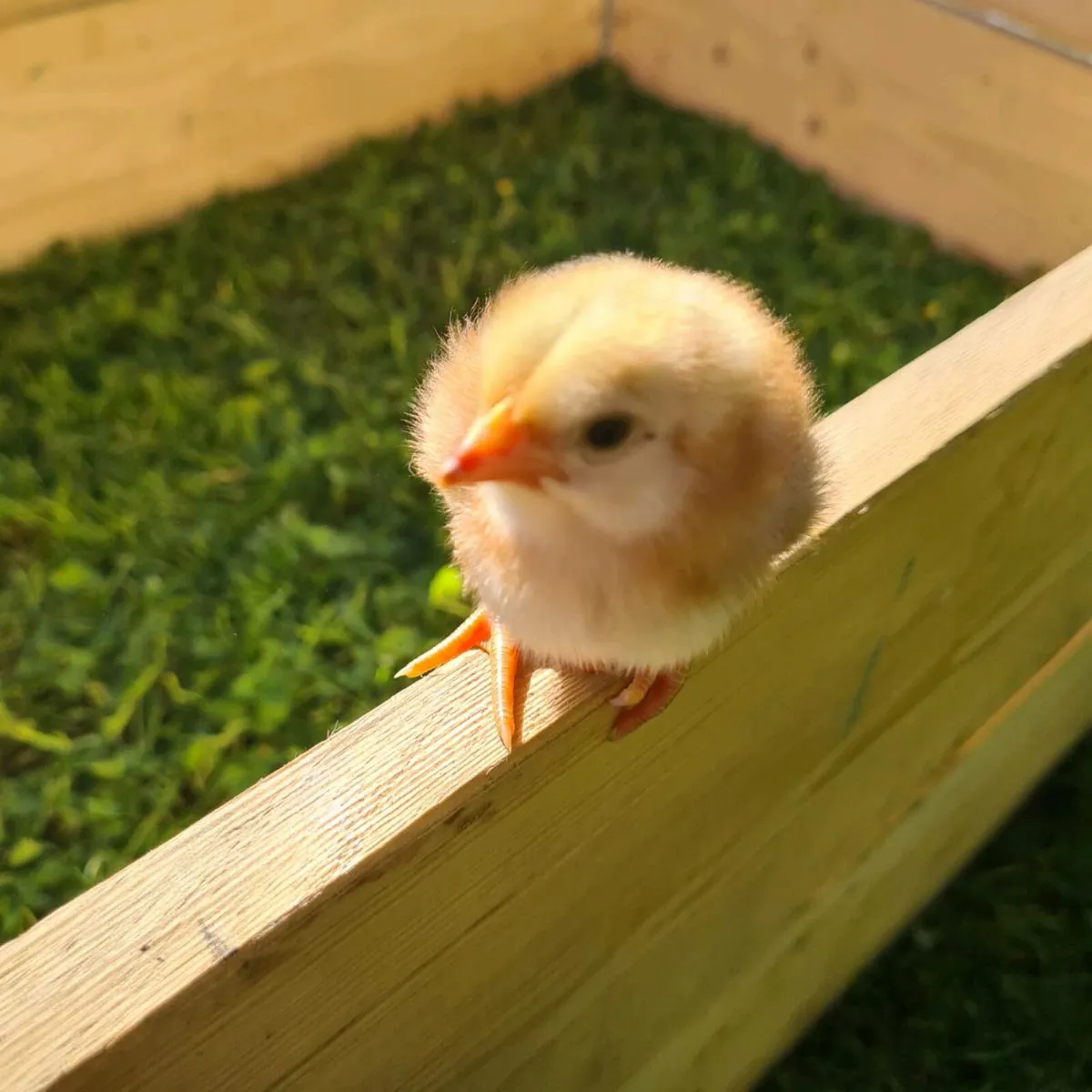 Chicks - Image 1