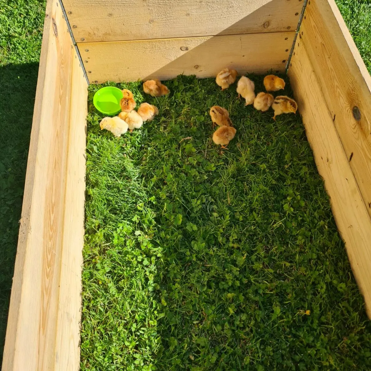 Chicks - Image 2