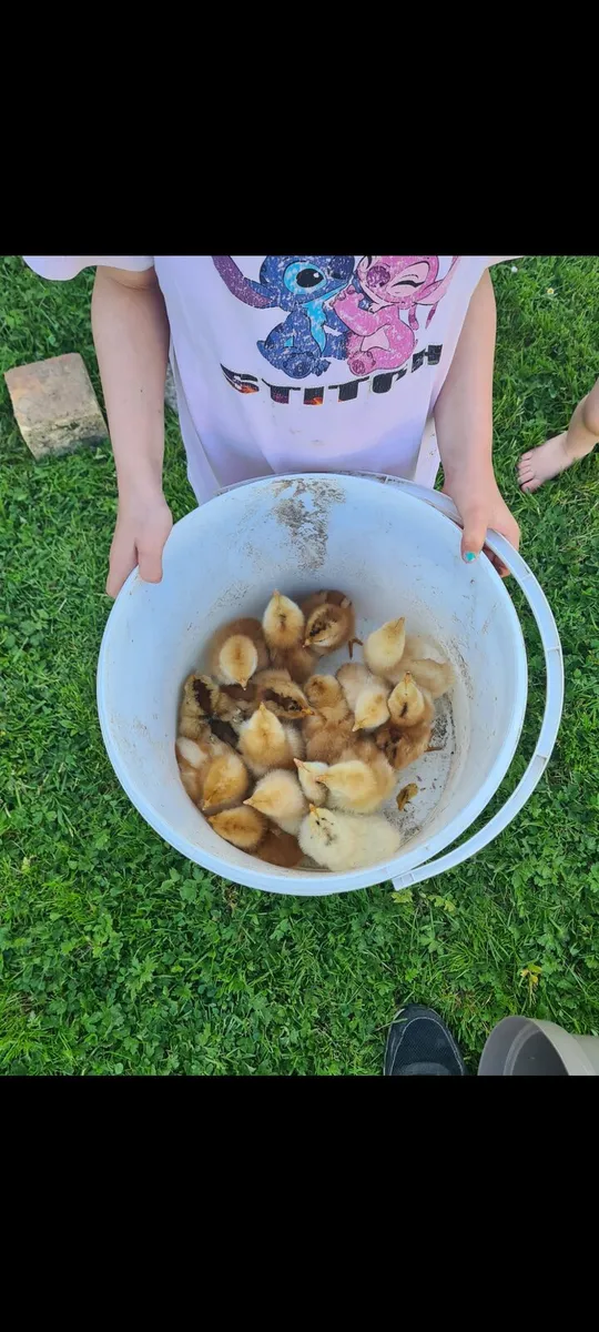 Chicks - Image 3