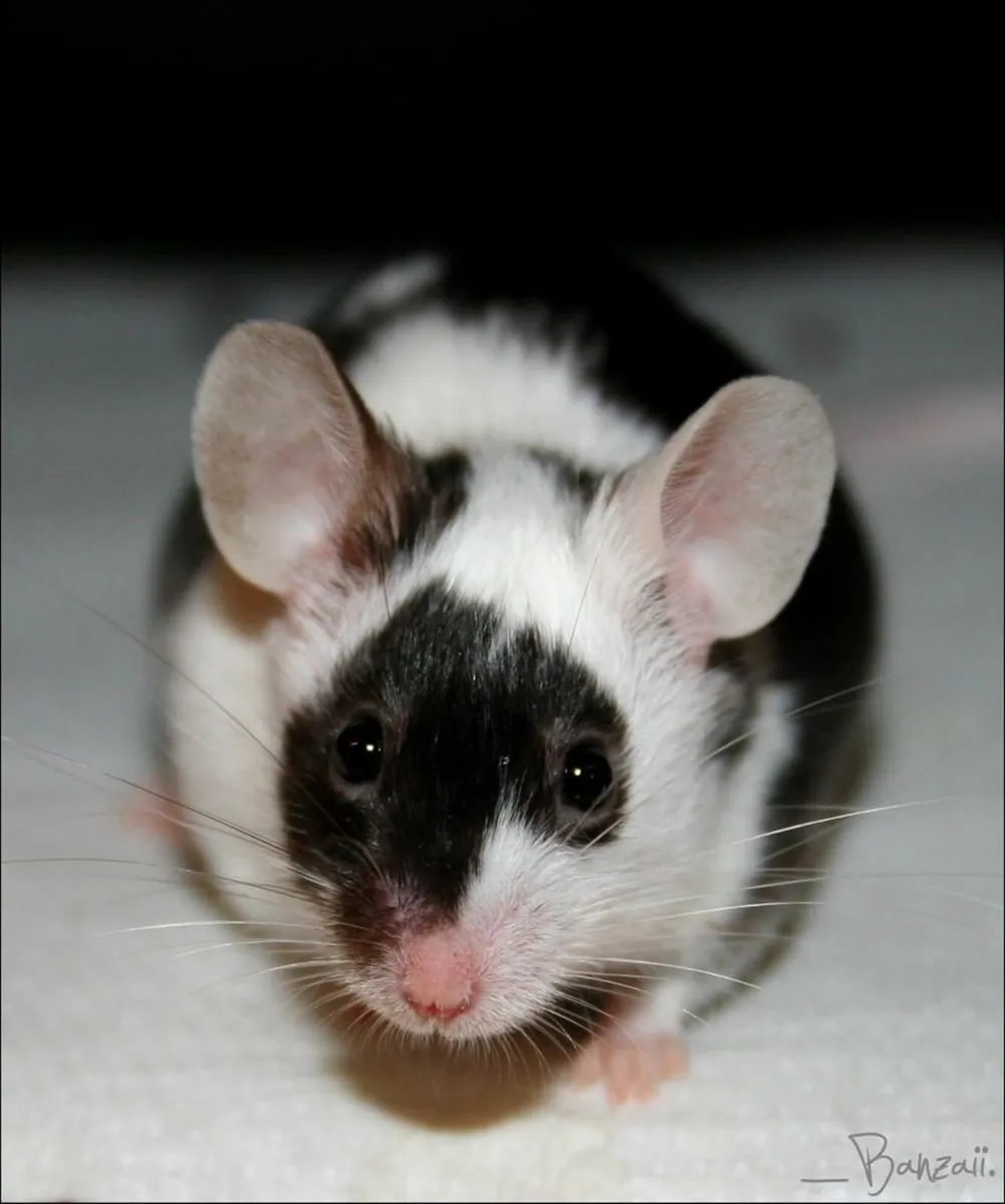 FANCY MICE,GERBILS,HAMSTERS, PIGEONS - Image 1