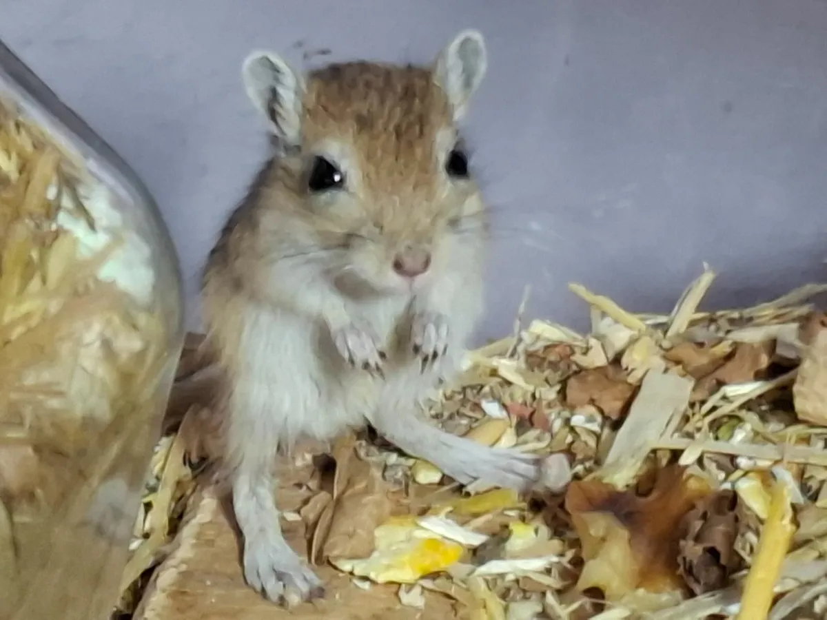 FANCY MICE,GERBILS,HAMSTERS, PIGEONS - Image 4