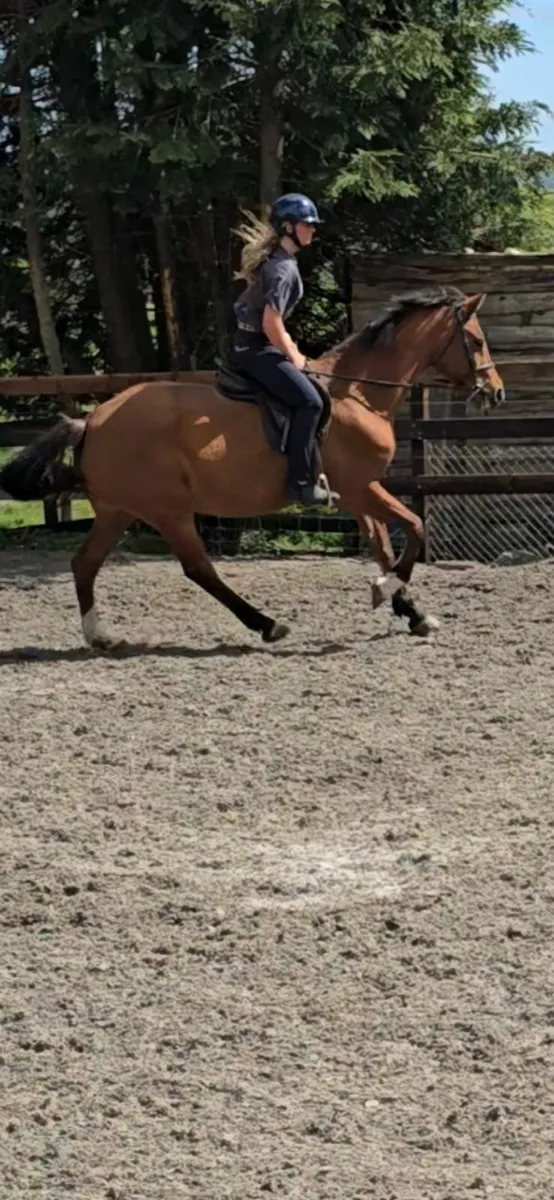 16.1hh schoolmistress looking for nice easy life - Image 1
