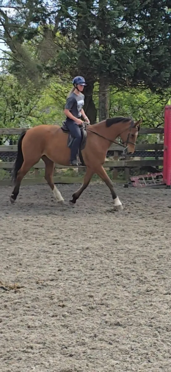 16.1hh schoolmistress looking for nice easy life - Image 2
