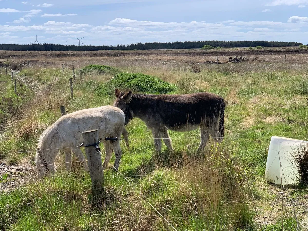 Jack donkey