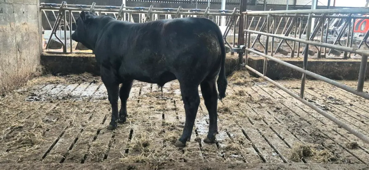 Hybrid Angus Bull - Image 4