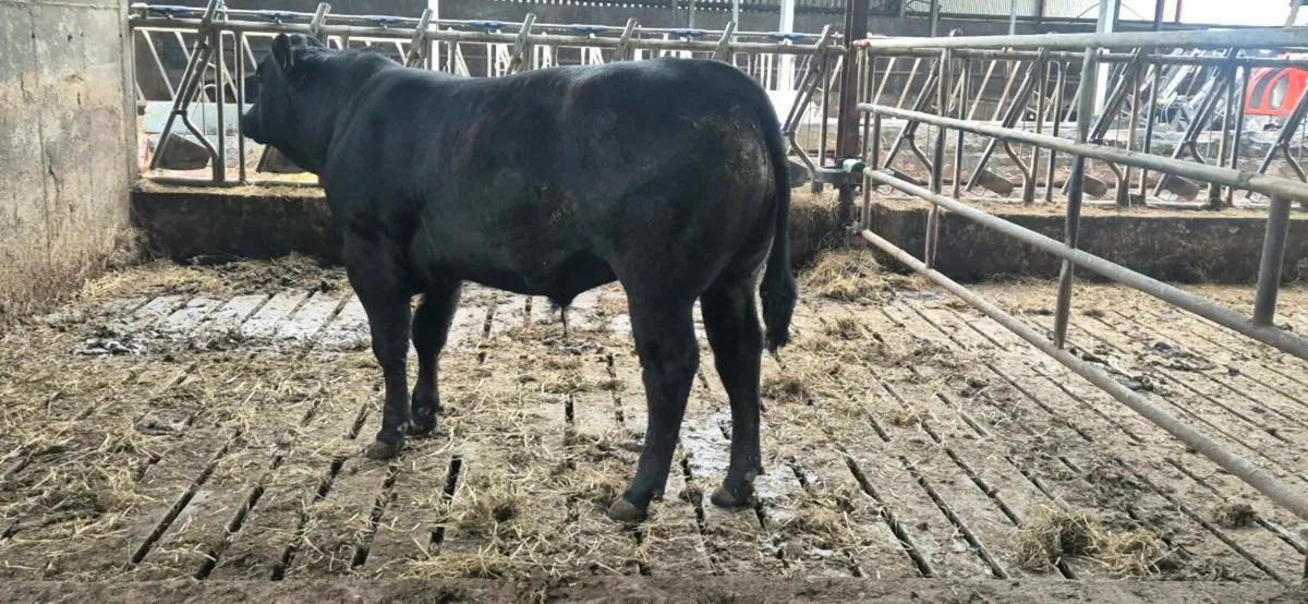 Hybrid Angus Bull - Image 3