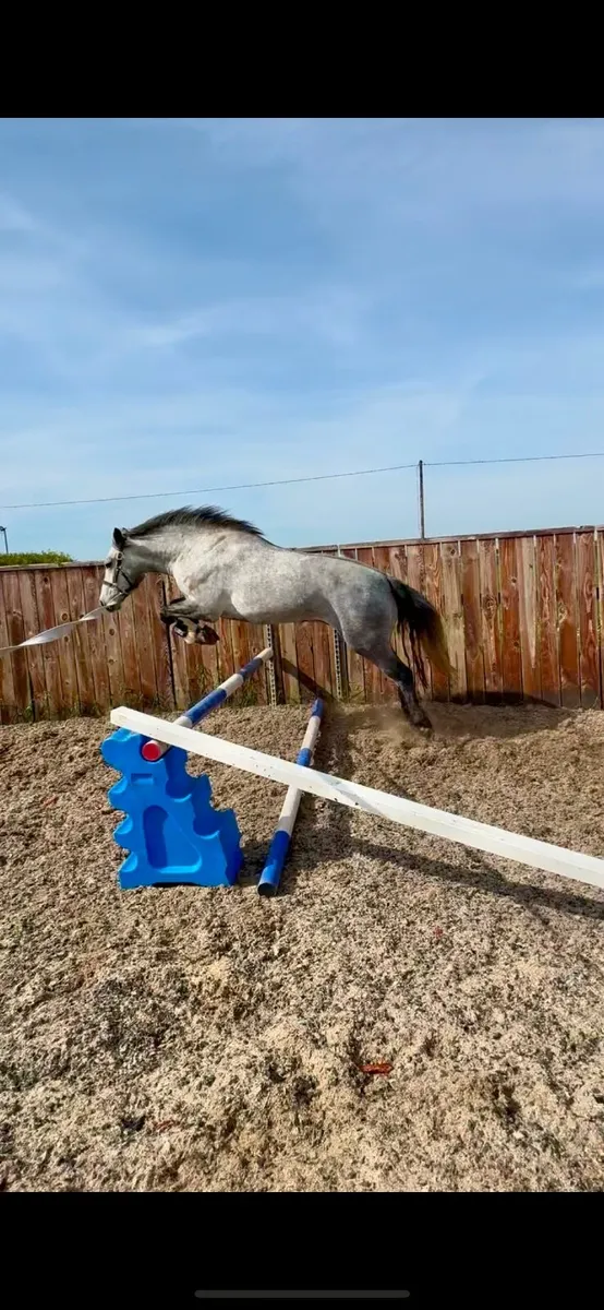Connemara Gelding - Image 1