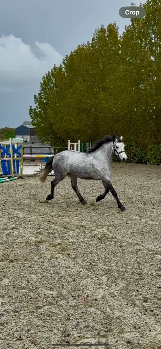 Connemara Gelding - Image 2