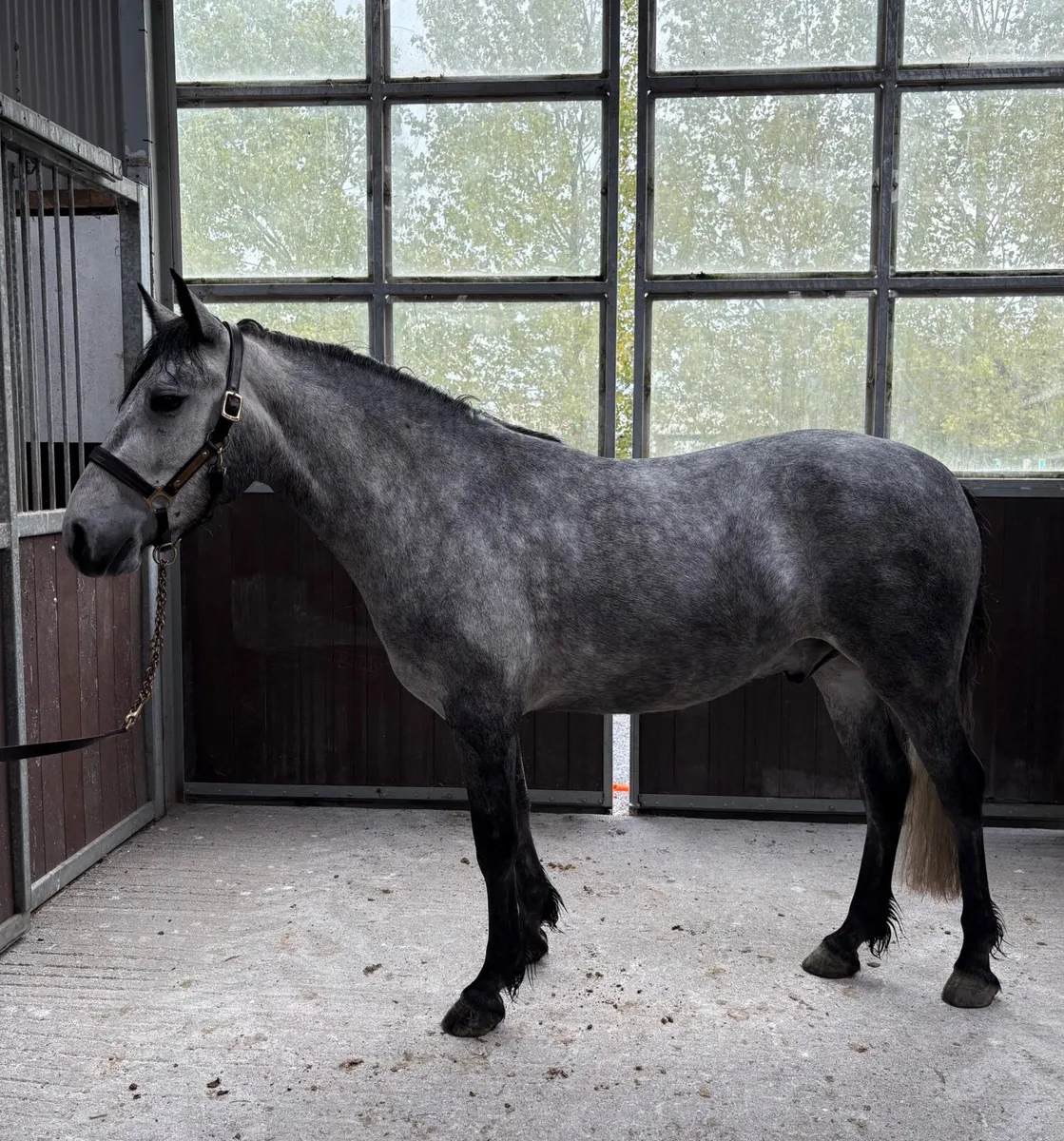 Connemara Gelding - Image 4