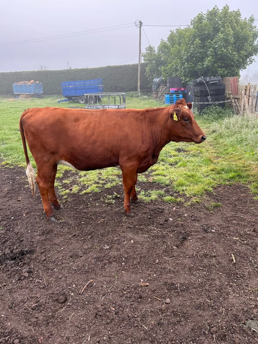 SHX Heifer - Image 1