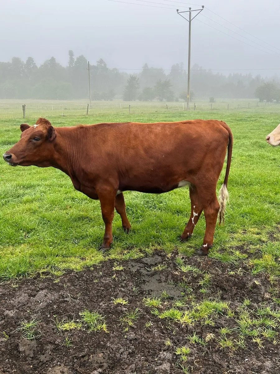 SHX Heifer - Image 2