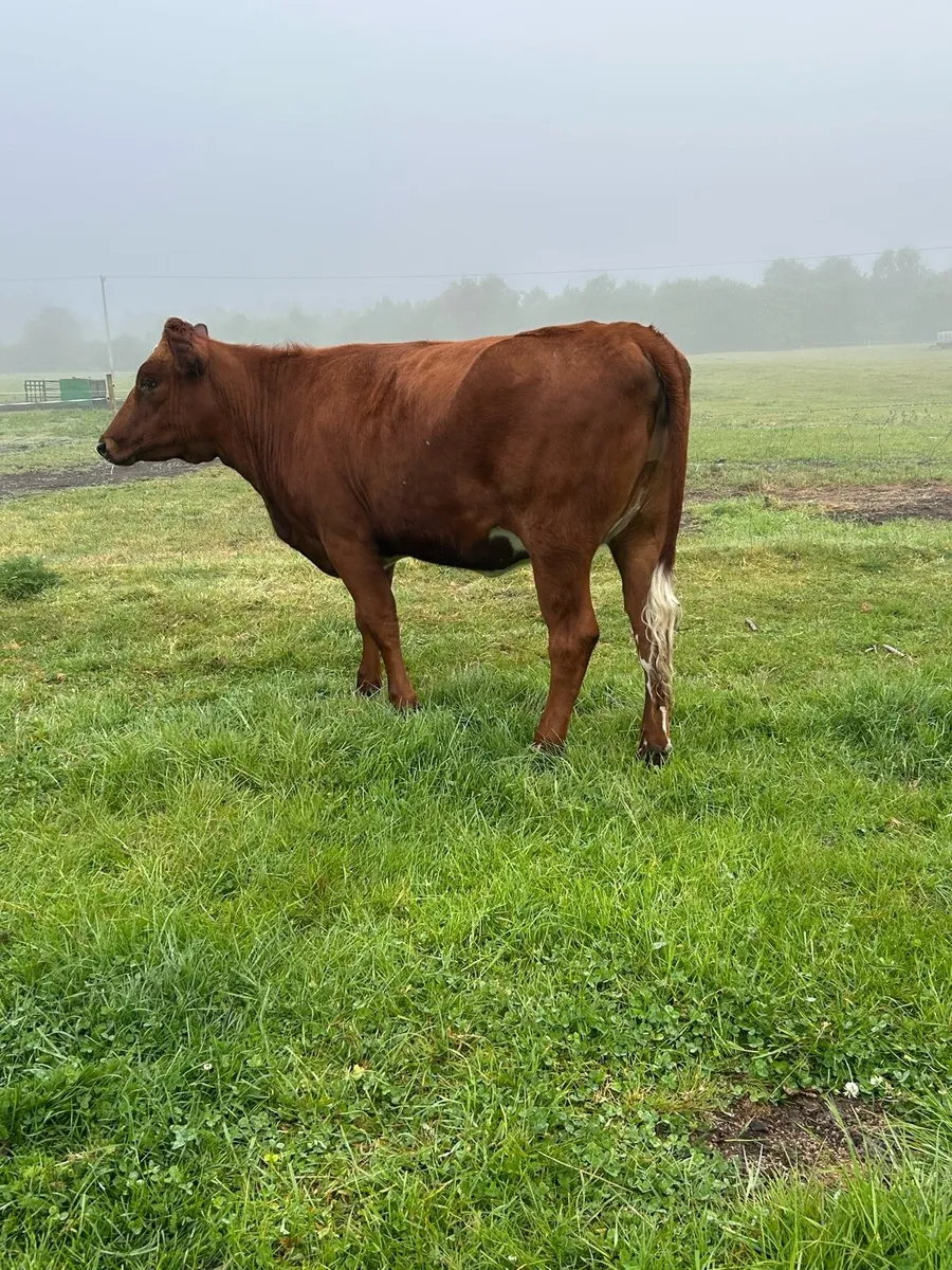 SHX Heifer - Image 3