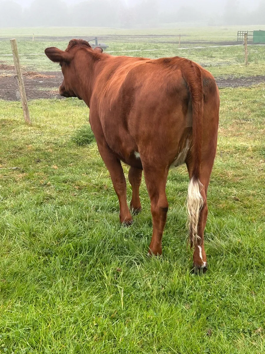 SHX Heifer - Image 4