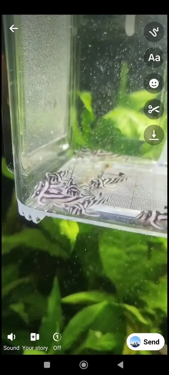 Zebra Pleco