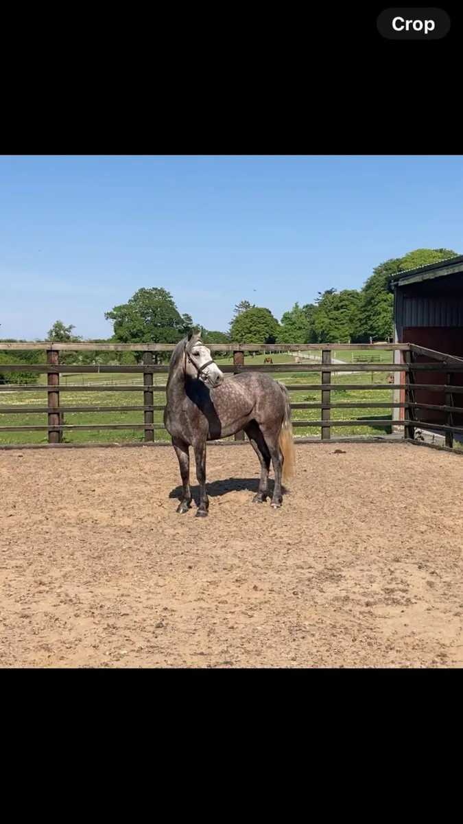 3 year old Class 1 Connemara 15.1hh - Image 1