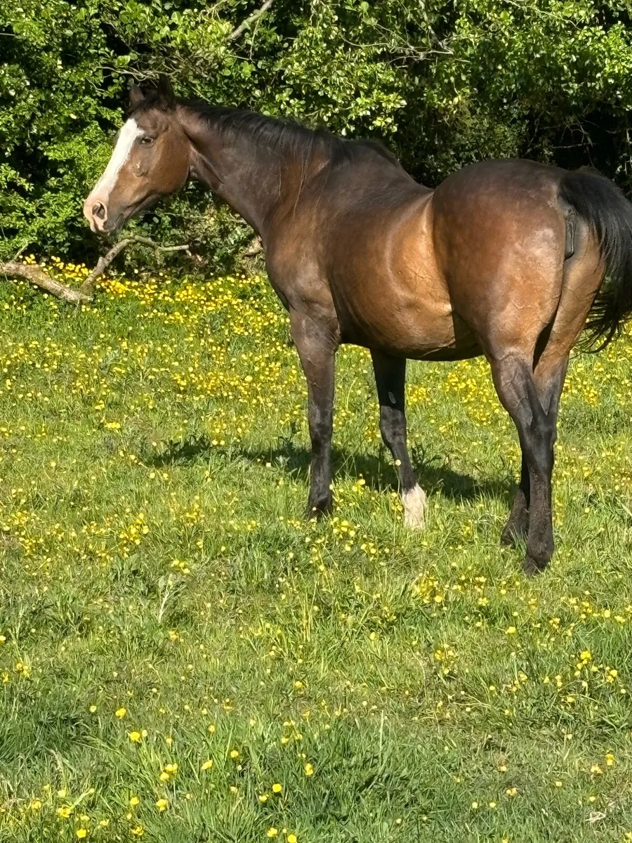 15.2h mare - Image 2
