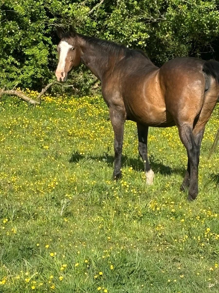 15.2h mare - Image 3