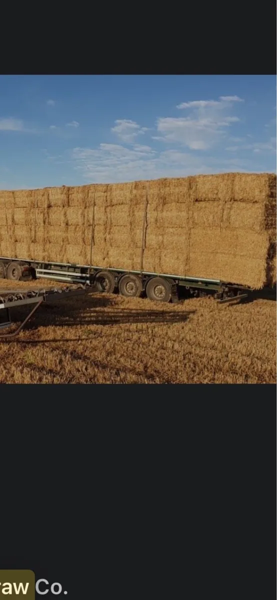 Golden Barley straw - Image 2