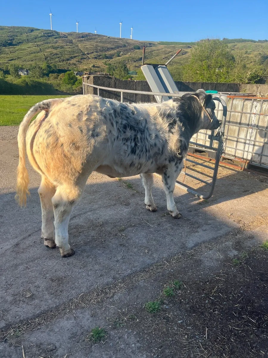 Show/Breeding Heifers @ Gortatlea Wed 28th May - Image 4