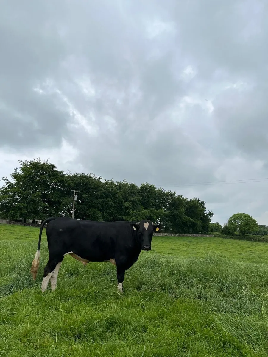 Holstein freisan bulls for sale - Image 2
