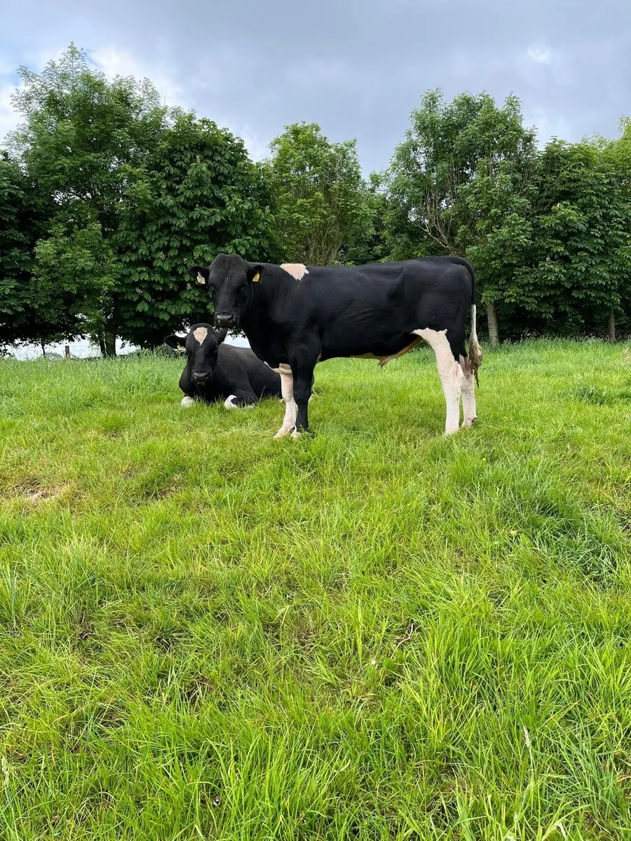 Holstein freisan bulls for sale - Image 1