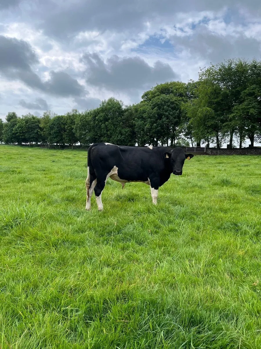 Holstein freisan bulls for sale - Image 3