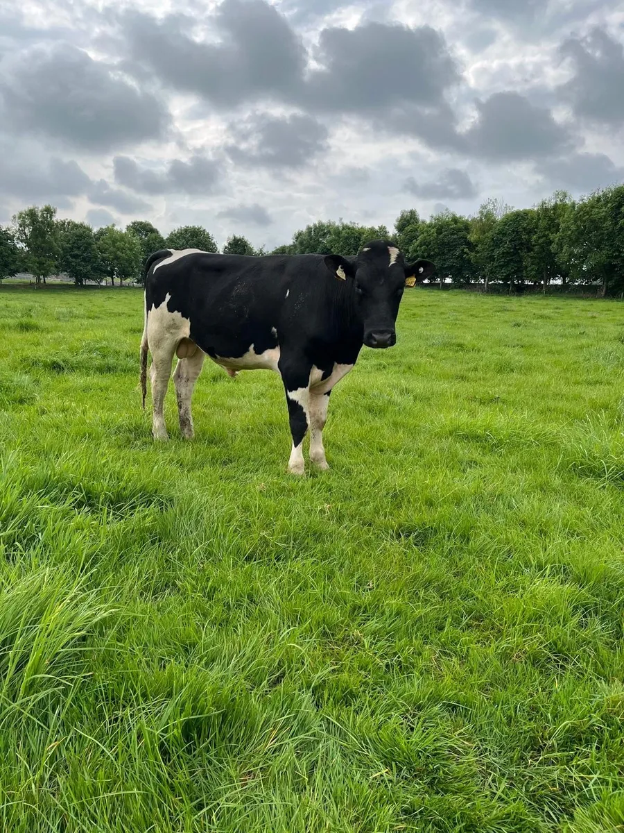 Holstein freisan bulls for sale - Image 4