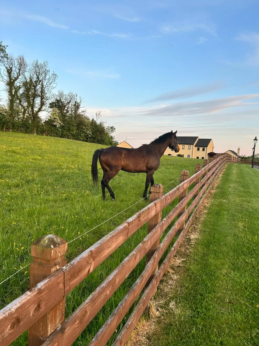 Horses - Image 1