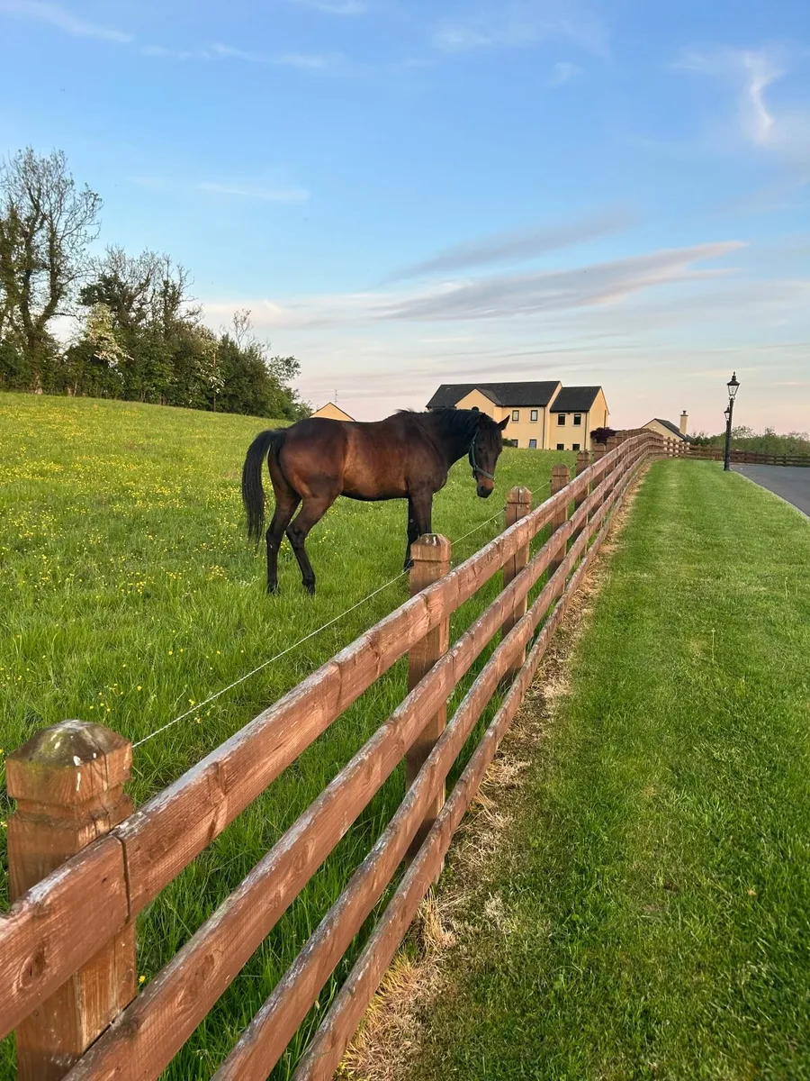 Horses - Image 2