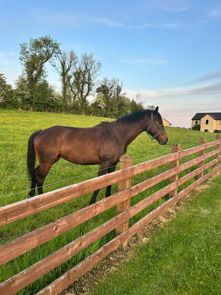 Horses - Image 3