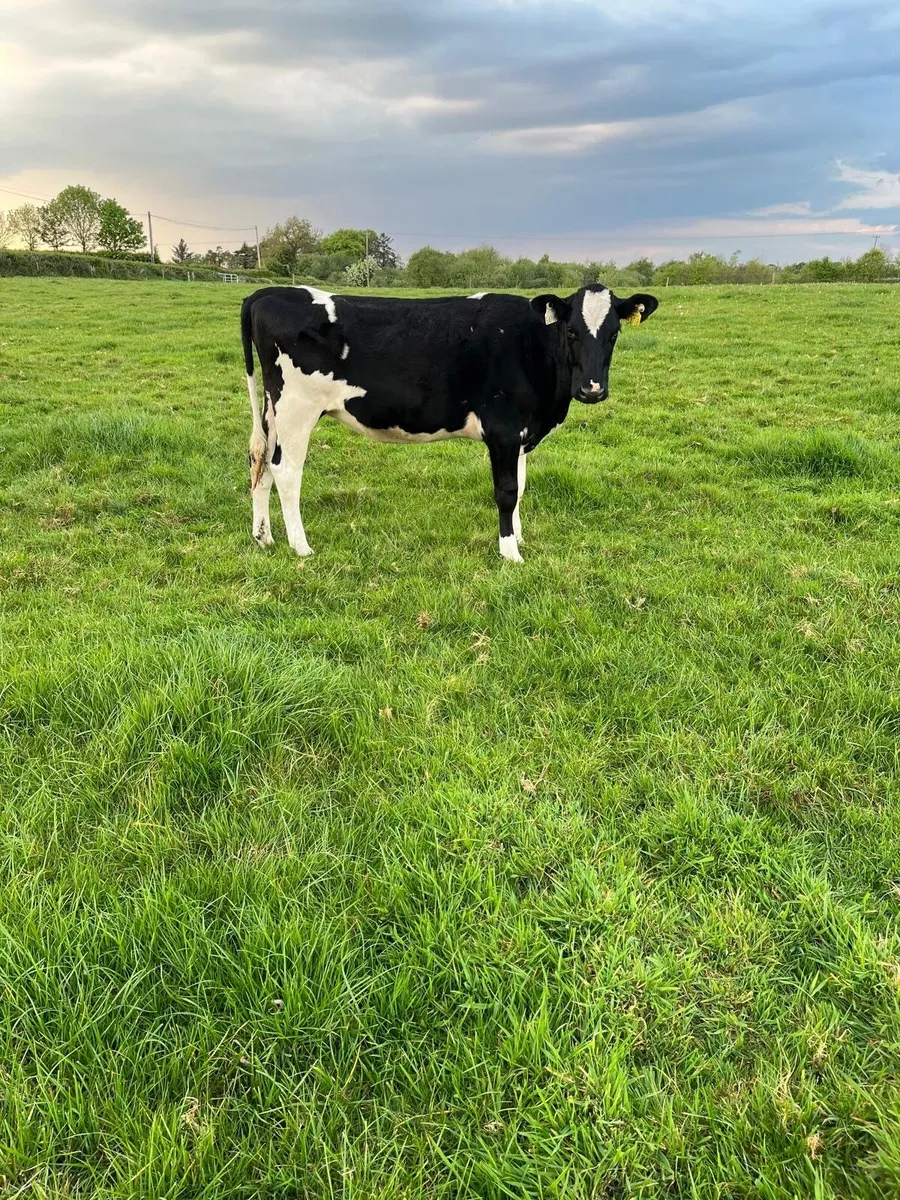 Dairy heifers for sale - Image 2