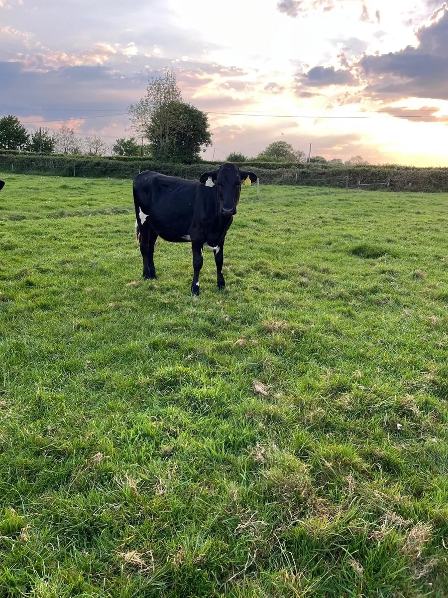 Dairy heifers for sale - Image 3