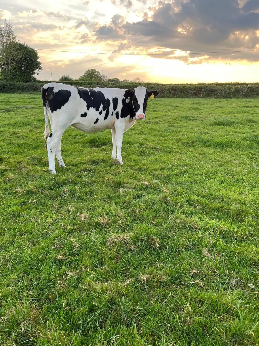 Dairy heifers for sale - Image 4
