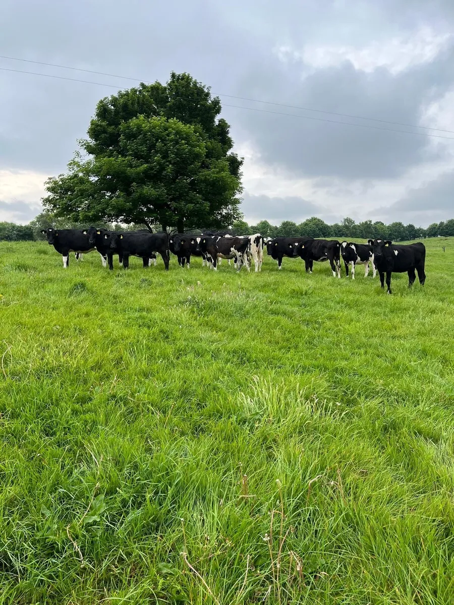 Dairy heifers for sale - Image 1