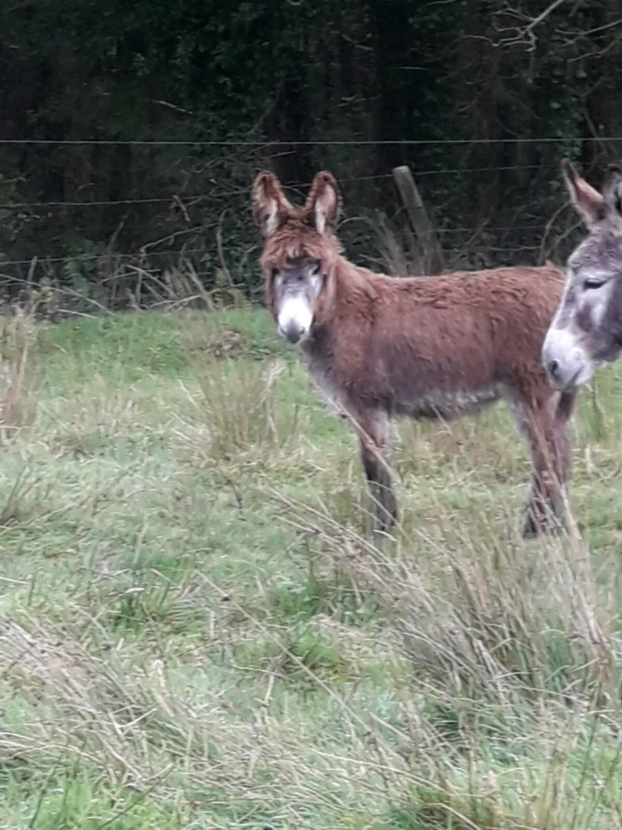 Donkey - Image 1