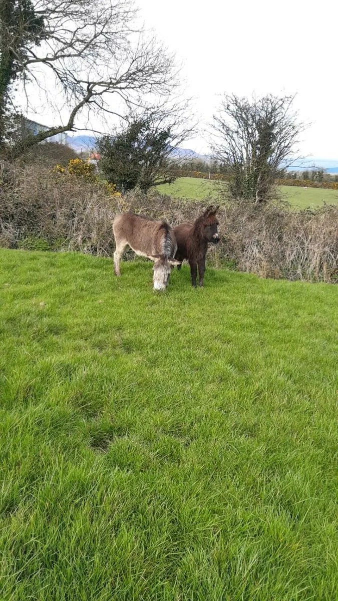 Donkey - Image 3