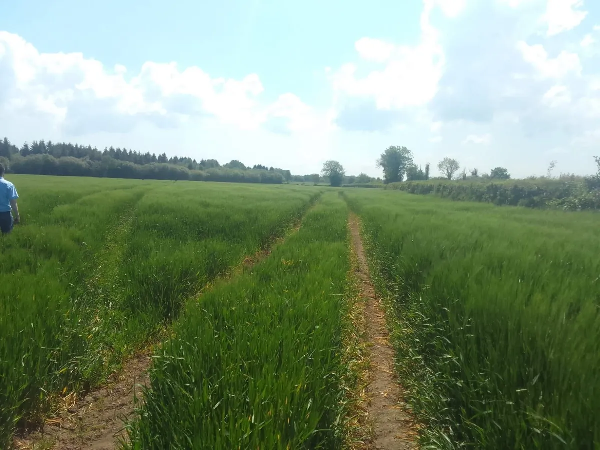 Forage crops for sale - Image 2