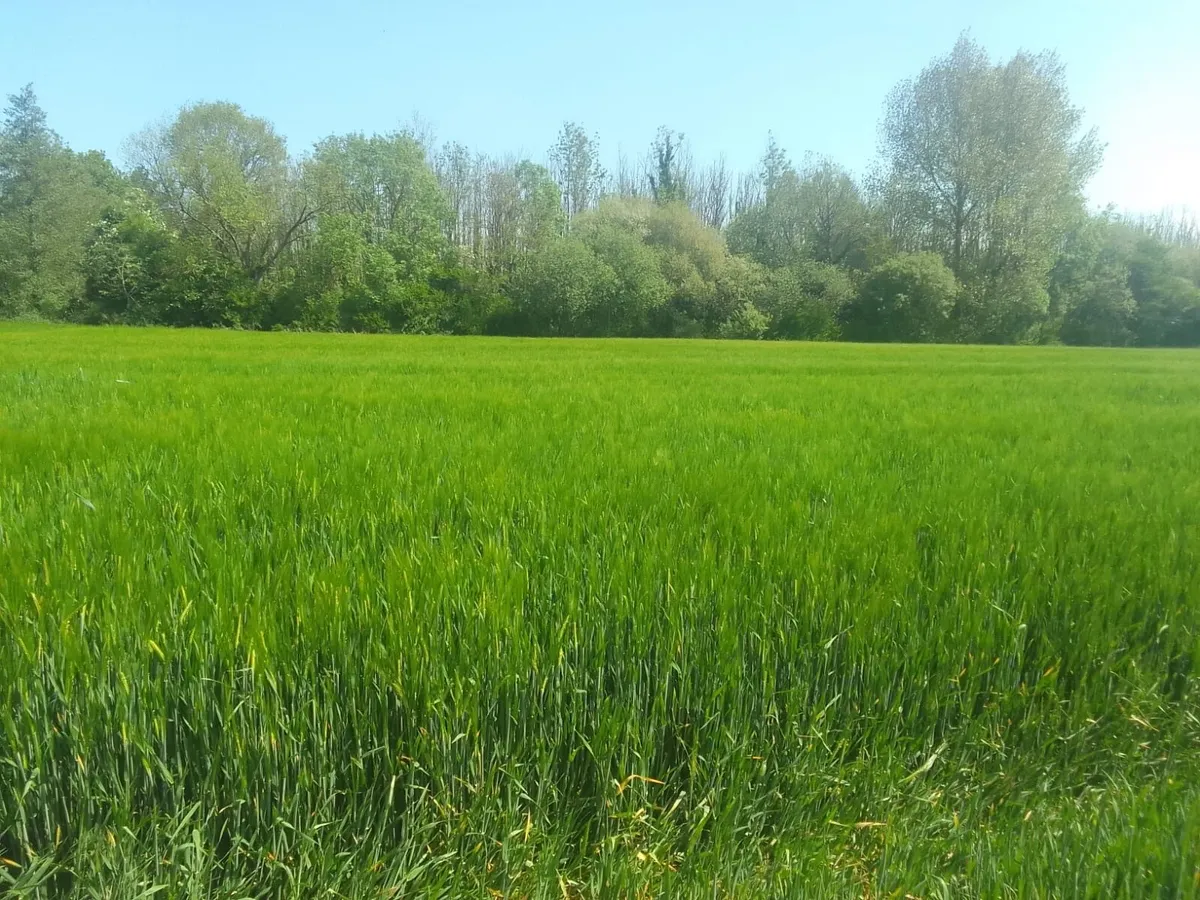 Forage crops for sale - Image 3
