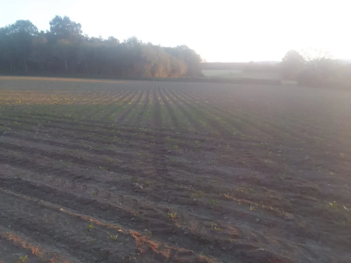 Forage crops for sale - Image 4