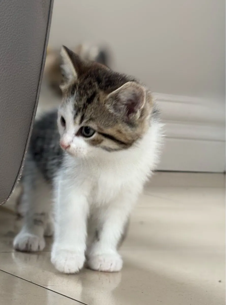 Beautiful friendly kittens *can deliver-* - Image 3