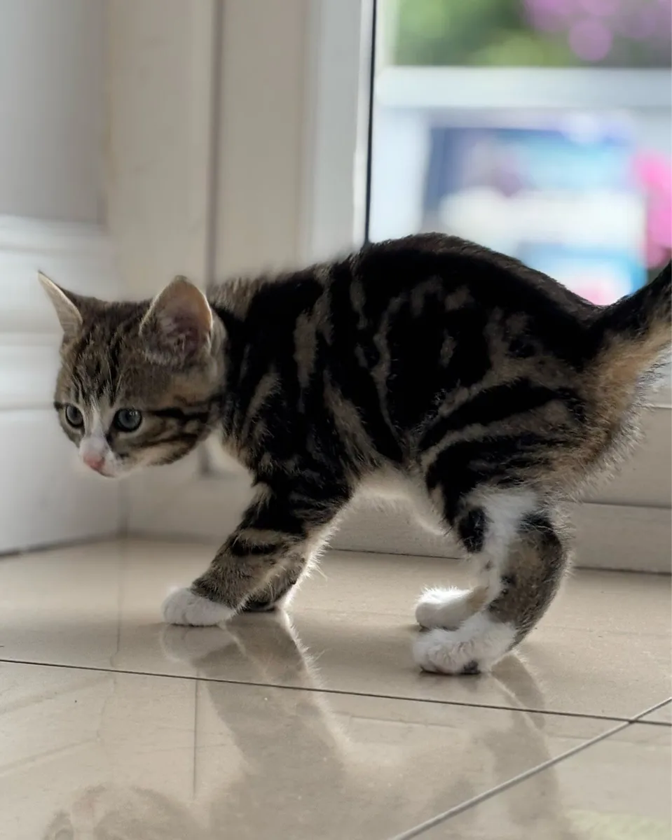 Beautiful friendly kittens *can deliver-* - Image 4