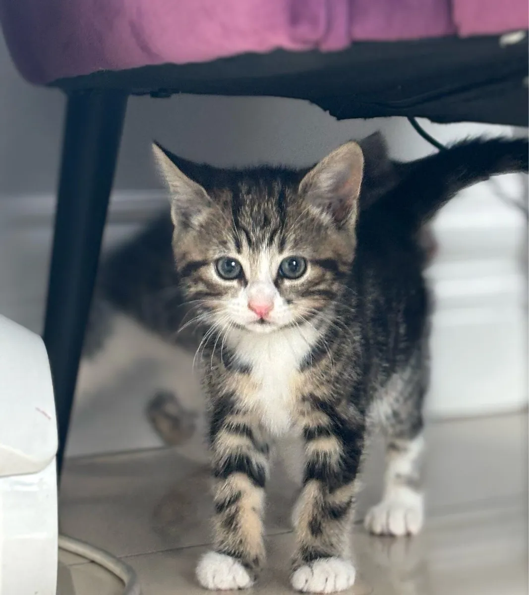 Beautiful friendly kittens *can deliver-* - Image 1