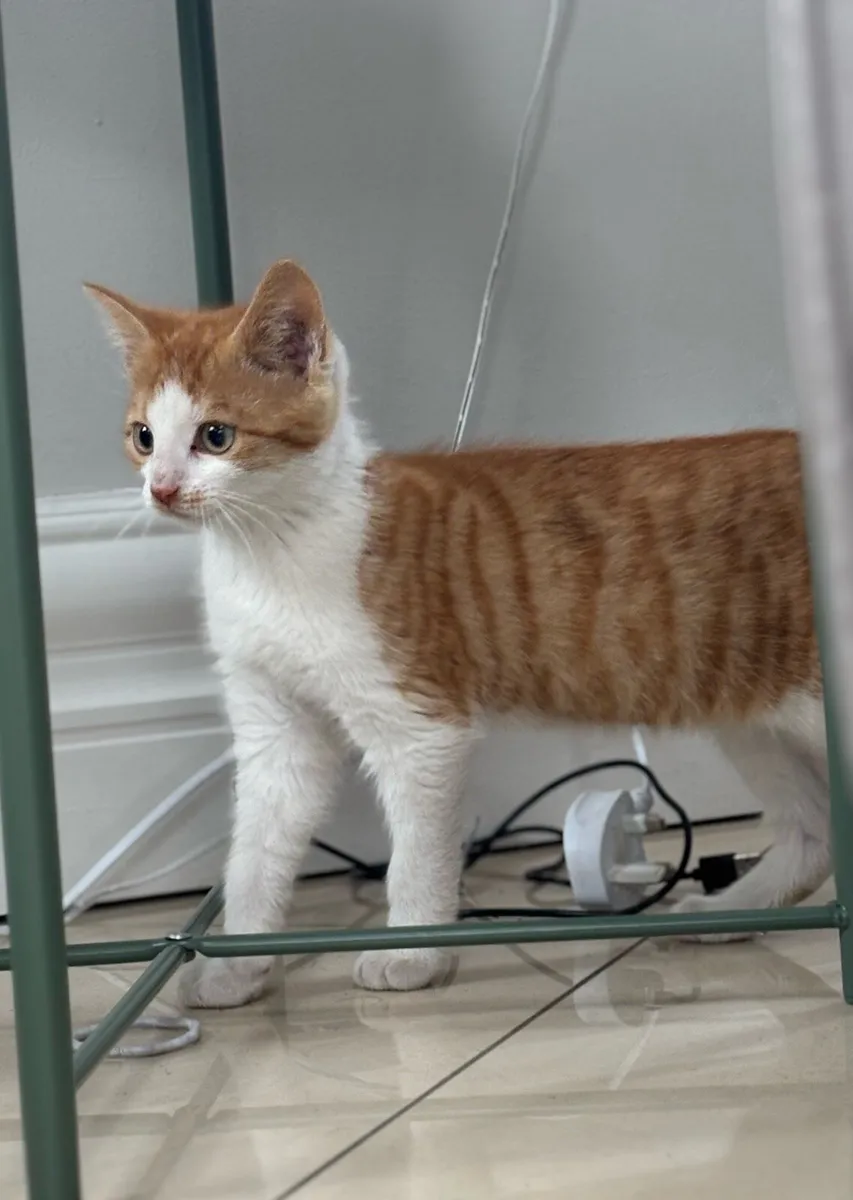 Beautiful friendly kittens *can deliver girl left - Image 2